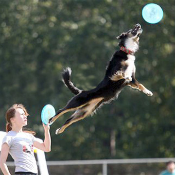 aim high canines dog act